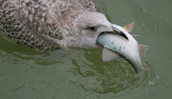 Gull with Fish